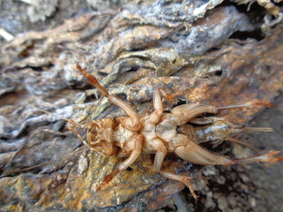 Tarbinskiellus portentosus or Brachytrupes portentosus (big head cricket, large brown cricket, short-tail cricket, gangsir, gasir) in the nature