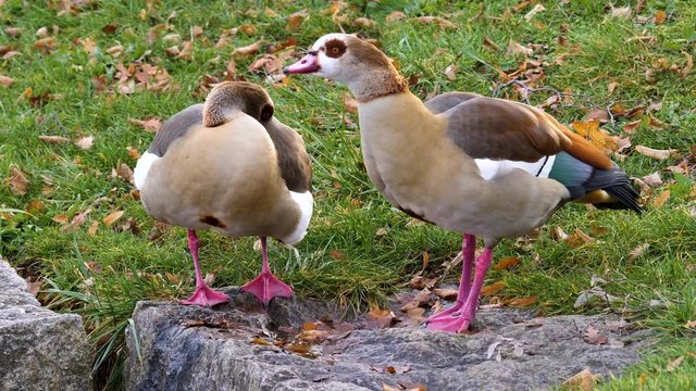 Two Egyptian Geese beside a puddle on is grooming the other moves it's head.
