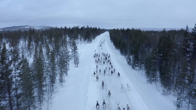 Aerial view of herd of reindeer, which ran on snow in Norway road