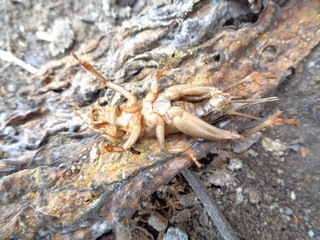 Tarbinskiellus portentosus or Brachytrupes portentosus (big head cricket, large brown cricket, short-tail cricket, gangsir, gasir) in the nature