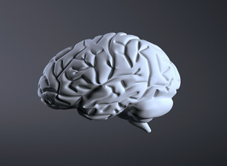 Human Brain 3D illustration