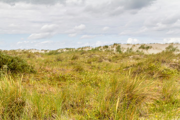 Fototapeta premium Spiekeroog in East Frisia
