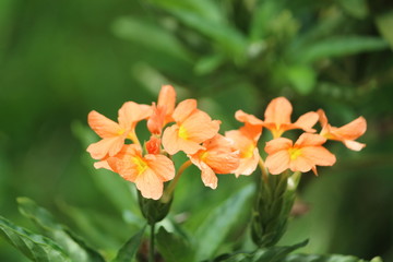 FLORES FLOWERS NATURE