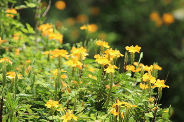 FLORES FLOWERS NATURE