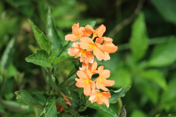 FLORES FLOWERS NATURE