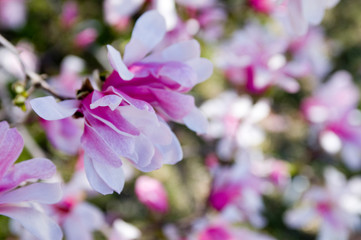 magnolia blossoms in spring