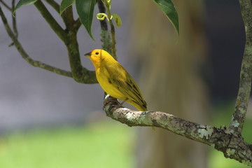 CANÁRIO