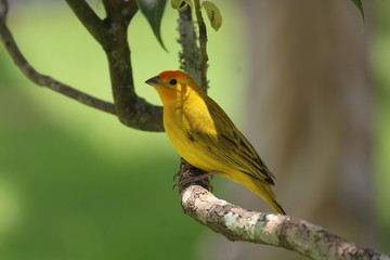 CANÁRIO