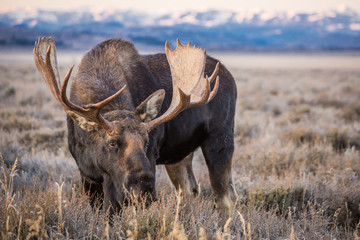 A bull moose grazes on grass in front of the mountains in Grand Teton National Park. 