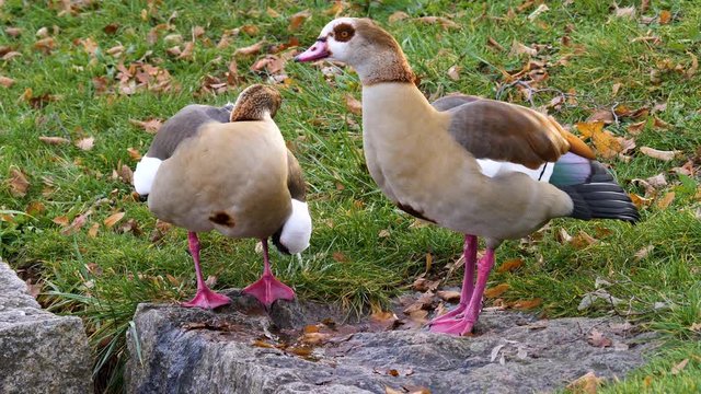 Two Egyptian Geese beside a puddle. The left one is grooming and the right one moves it's head.