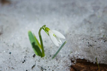 little and delicate common snowdrop Galanthus nivalis grow through melting dirty snow, nature awaken, tender flower struggle for life in abnormal cold late April