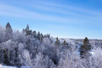 Winter wonderland forest covered in snow