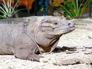 Rhinoceros iguana in Dominican Republic
