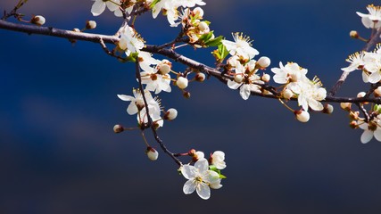 delicate and contrast pattern of sour cherry rich blossom on deep blue April morning sky, nature enjoy direct sunshine in a farm garden, shallow dof, blurred background
