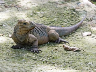 Rhinoceros iguana in Dominican Republic