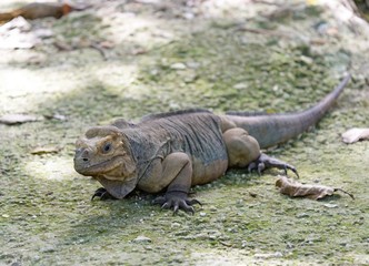 Rhinoceros iguana in Dominican Republic