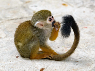 Sqiurrel monkey in Dominican Republic