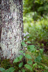 purple aster at base of red pine in woods