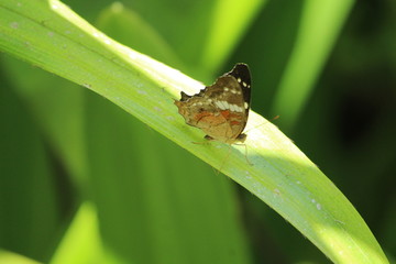 BUTTERFLY