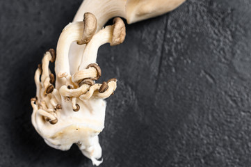 Raw oyster mushrooms. Organic food. Black background. Top view. Space for text