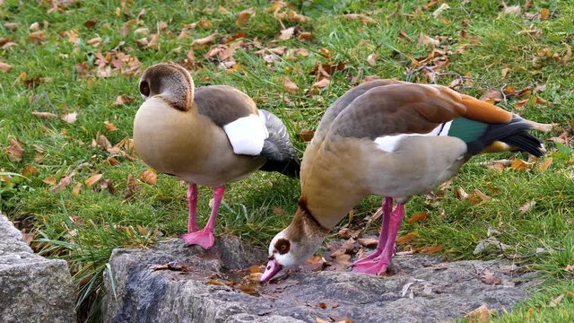 Two Egyptian Geese beside a puddle. The right one drinks from the puddle.