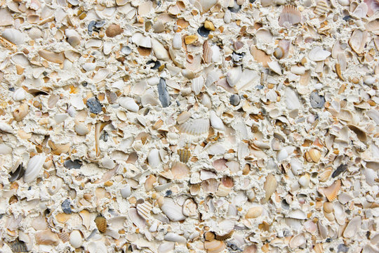 Sea shell wall background