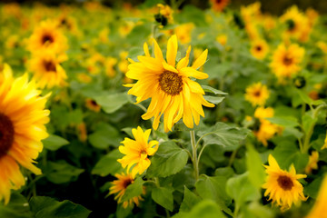 Campo de girasoles. Plano medio con girasol central enfocado