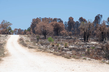 Road through the burnt bush