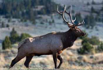 Naklejka na ściany i meble Bull Elk over the Mammoth valley