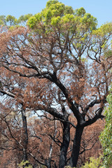Tree that survived a fire