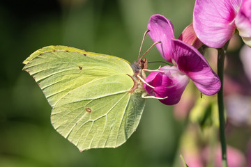 Common brimstone (Gonepteryx rhamni) closeup sideview while sitting on a nettle