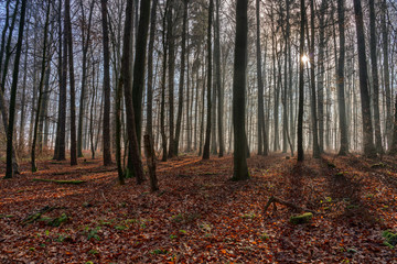 The sun penetrates the fog in the forest and conjures up contrasting shadows in the landscape