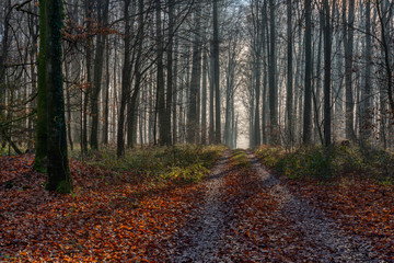 Obraz premium pathway leading into the forest with some mist in the air