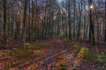 Obraz premium pathway leading into the forest with some mist in the air