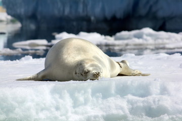 Naklejka premium Crabeater Seal