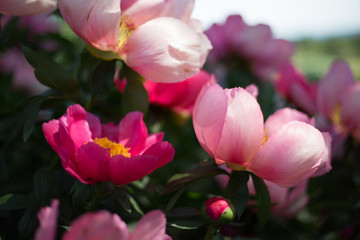 Pink peony flowers in a flower bed. 