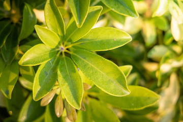 Close Up green leaf under sunlight in the garden. Natural background with copy space.