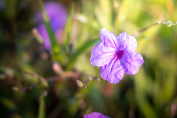Fototapeta premium The background image of the colorful flowers