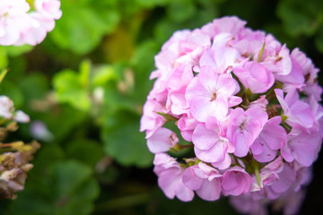 The background image of the colorful flowers