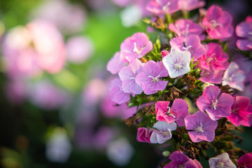 Obraz premium The background image of the colorful flowers