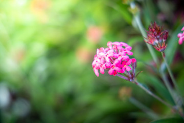 The background image of the colorful flowers