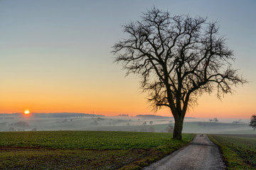 Fototapeta na wymiar track across the fields. leading to the horizon lined with a tree and sunset in the foggy background