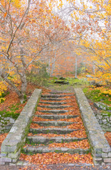 Fototapeta na wymiar outdoor stairs in the forest during a fall day. The trees have a few yellow leaves at the branches but there are many brown and orange leaves on the steps os the stair. Vertical photo.