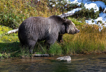 Grizzly feeding before winter