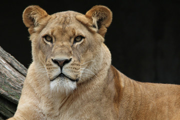 Fototapeta na wymiar Serious Lion 