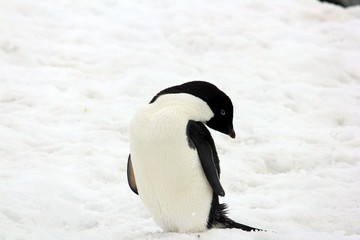 Fototapeta premium Cute Adelie Penguin