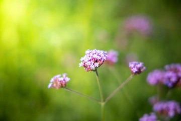 The background image of the colorful flowers