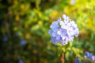 The background image of the colorful flowers
