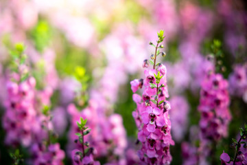 The background image of the colorful flowers