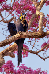  blue macaw in ipe © Amaury